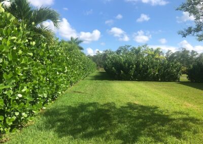 SE Old Plantation Before